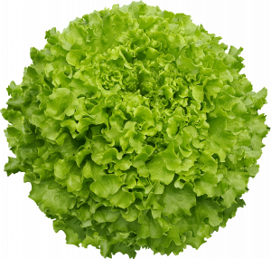 Maritima Kıvırcık Marul Fidesi